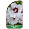 hibiscus-syriacus-helena-1