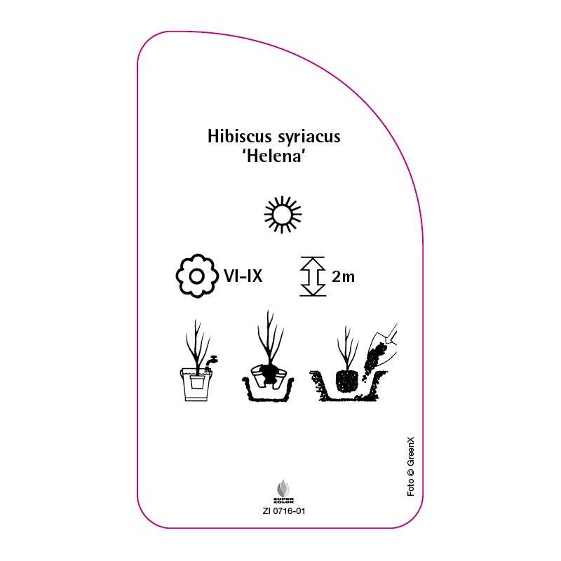 hibiscus-syriacus-helena-0