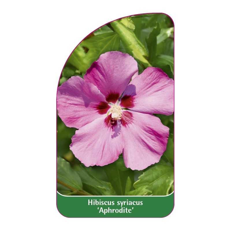 hibiscus-syriacus-aphrodite-1