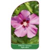 hibiscus-syriacus-aphrodite-1