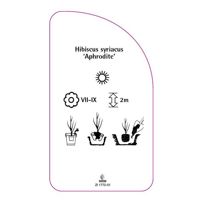 hibiscus-syriacus-aphrodite-0