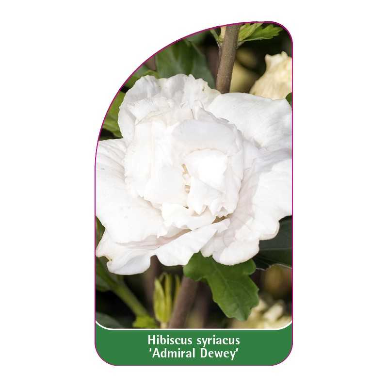 hibiscus-syriacus-admiral-dewey-1