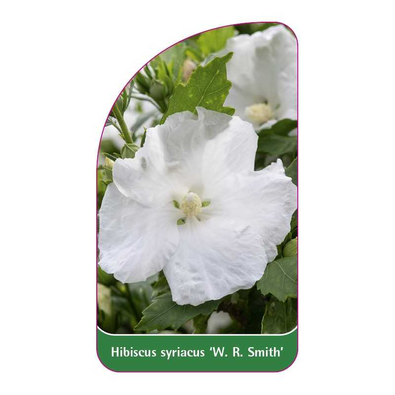 hibiscus-syriacus-w-r-smith-1