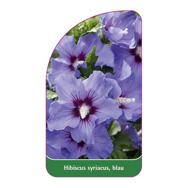 hibiscus-syriacus-blau1