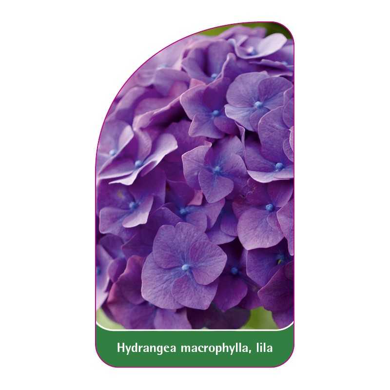 hydrangea-macrophylla-lila1