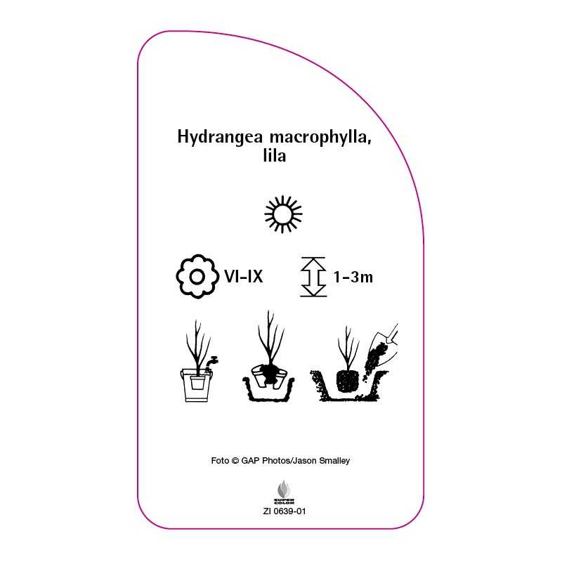 hydrangea-macrophylla-lila0