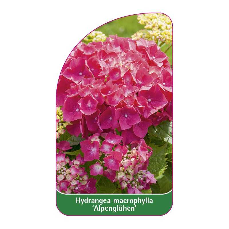 hydrangea-macrophylla-alpengluhen-1