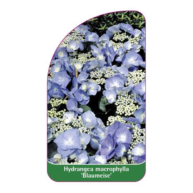 hydrangea-macrophylla-blaumeise-blau1