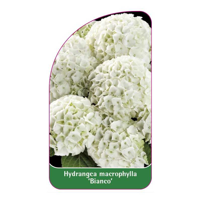 hydrangea-macrophylla-bianco-1