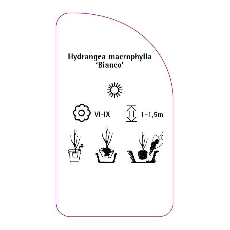 hydrangea-macrophylla-bianco-0