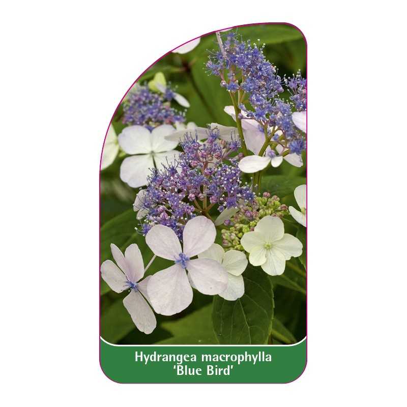 hydrangea-macrophylla-blue-bird-a1