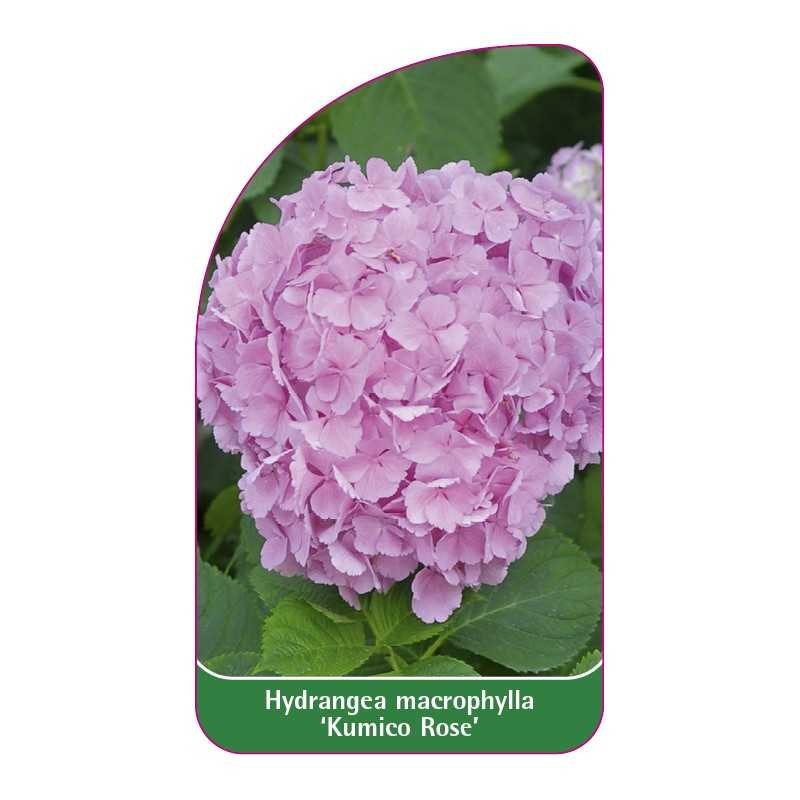 hydrangea-macrophylla-kumico-rose-1