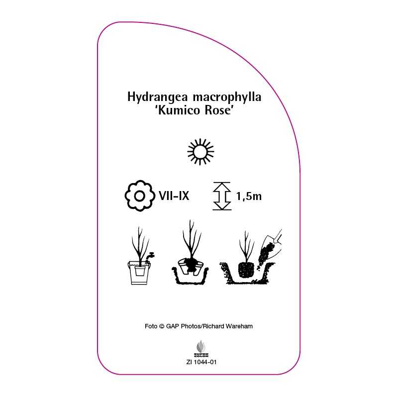 hydrangea-macrophylla-kumico-rose-0