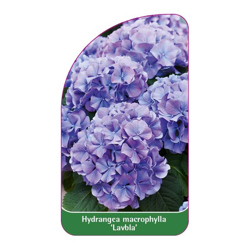 hydrangea-macrophylla-lavbla-1