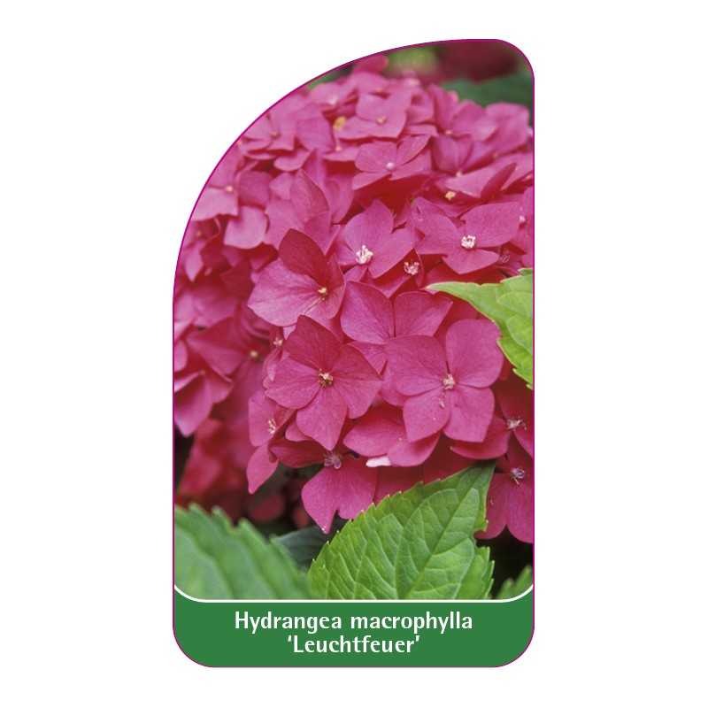 hydrangea-macrophylla-leuchtfeuer-b1