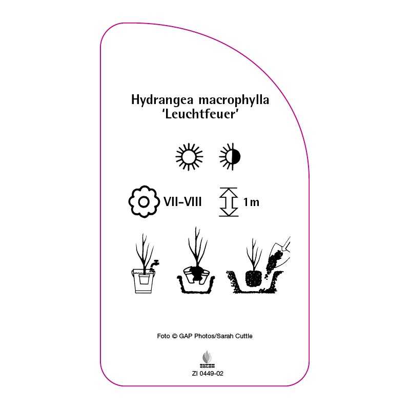 hydrangea-macrophylla-leuchtfeuer-b0