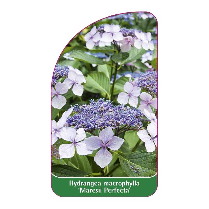 hydrangea-macrophylla-maresii-perfecta-1