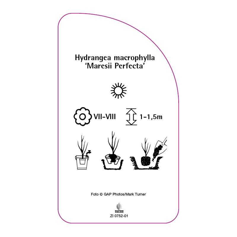hydrangea-macrophylla-maresii-perfecta-0