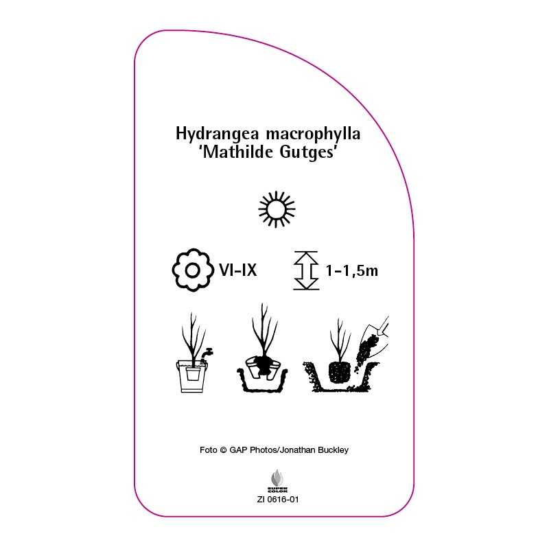 hydrangea-macrophylla-mathilde-gutges-0