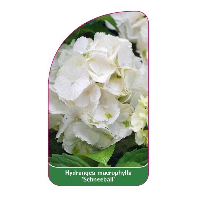 hydrangea-macrophylla-schneeball-b1