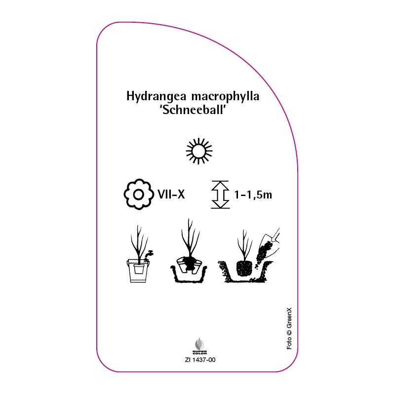 hydrangea-macrophylla-schneeball-b0