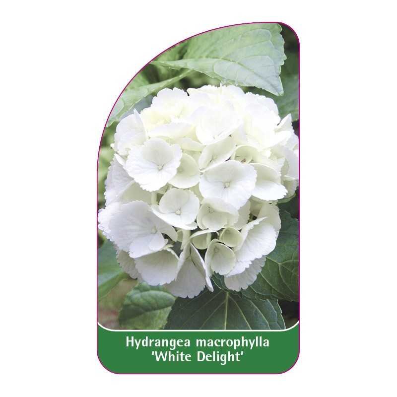 hydrangea-macrophylla-white-delight-1