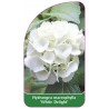 hydrangea-macrophylla-white-delight-1