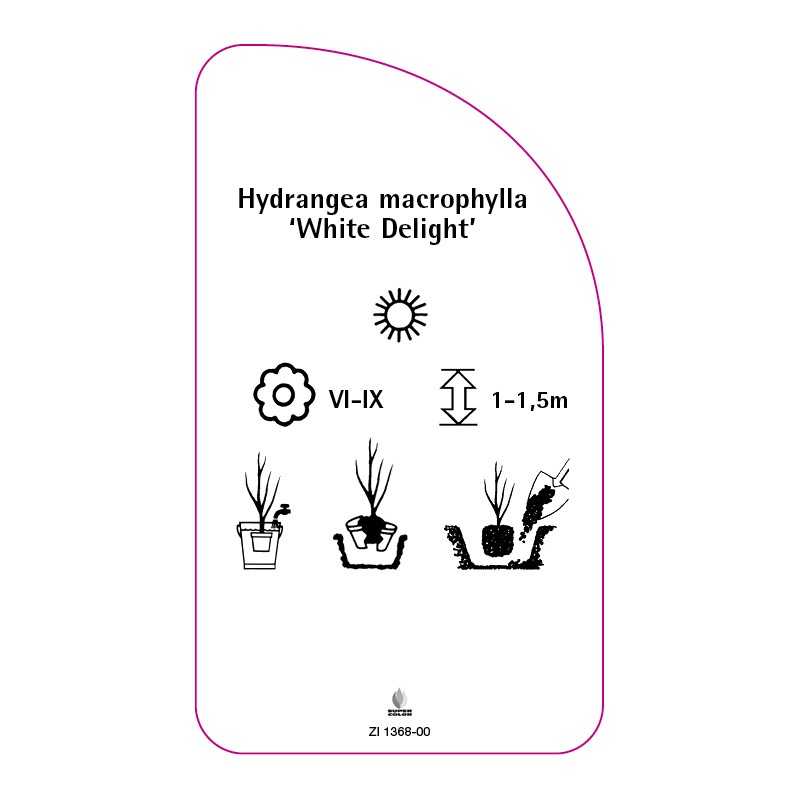 hydrangea-macrophylla-white-delight-0