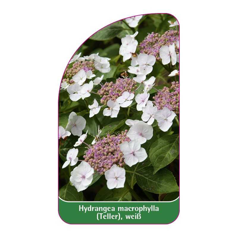hydrangea-macrophylla-teller-weiss1