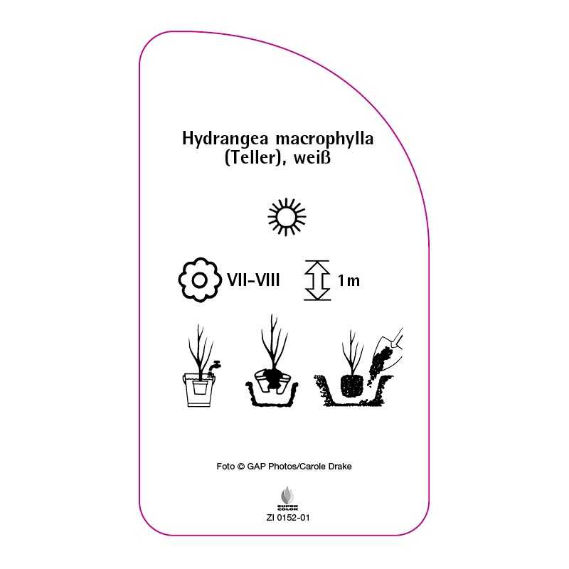 hydrangea-macrophylla-teller-weiss0