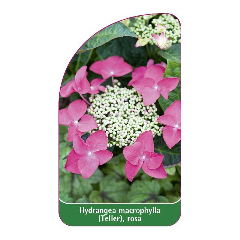 hydrangea-macrophylla-teller-rosa1