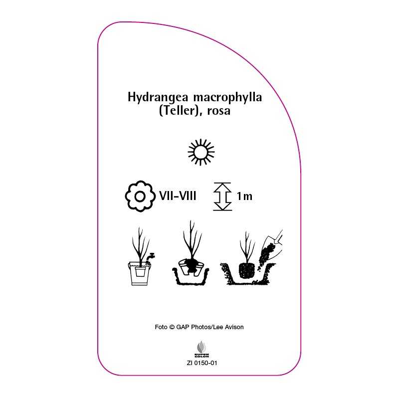 hydrangea-macrophylla-teller-rosa0