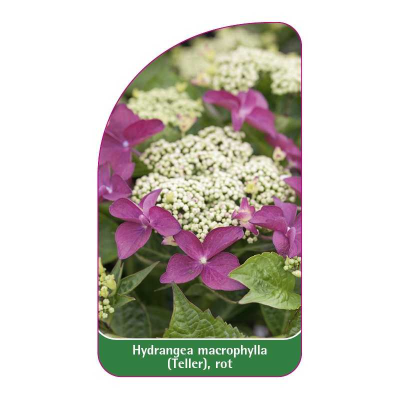 hydrangea-macrophylla-teller-rot1