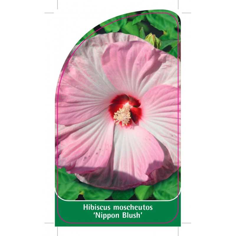 hibiscus-moscheutos-nippon-blush-1
