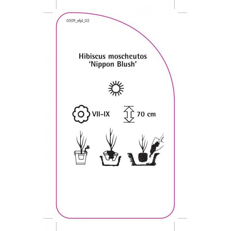 hibiscus-moscheutos-nippon-blush-0