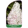 hydrangea-paniculata-mega-pearl-1