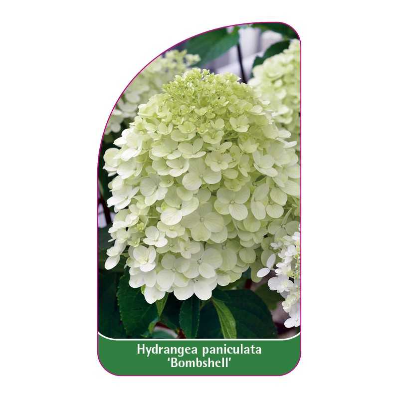 hydrangea-paniculata-bombshell-1