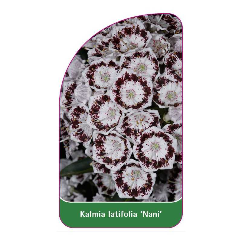 kalmia-latifolia-nani-1
