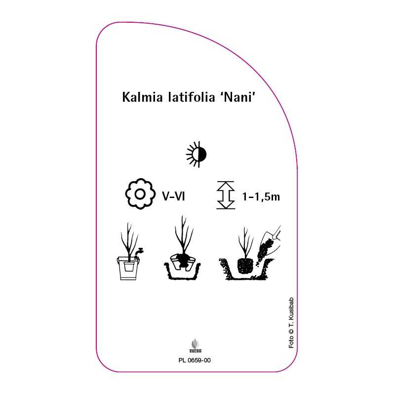 kalmia-latifolia-nani-0
