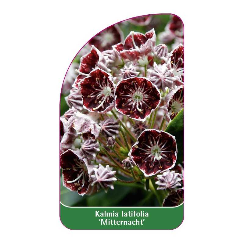 kalmia-latifolia-mitternacht-1