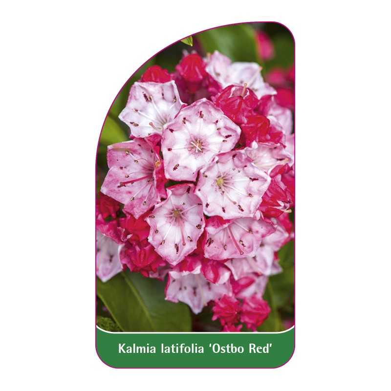kalmia-latifolia-ostbo-red-1
