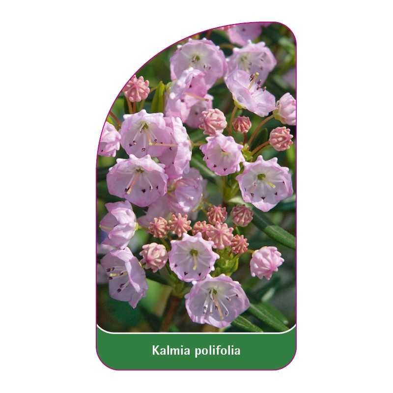 kalmia-polifolia1