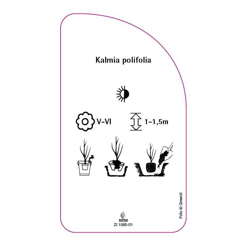 kalmia-polifolia0