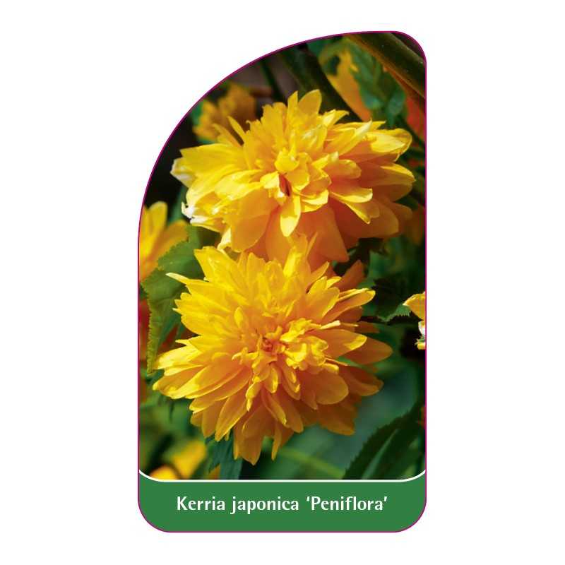 kerria-japonica-pleniflora-1