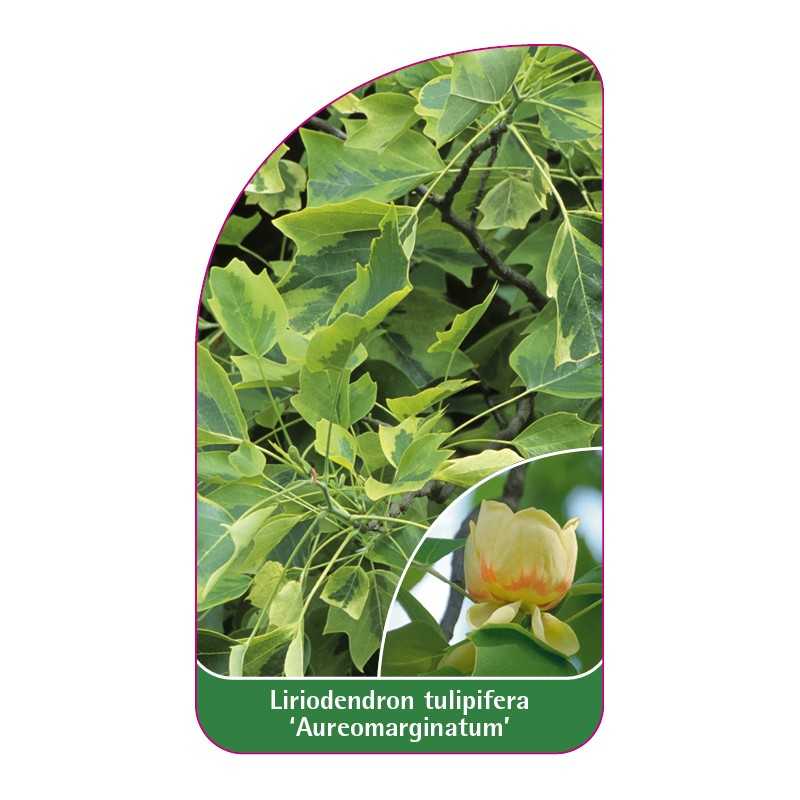 liriodendron-tulipifera-aureomarginatum-1