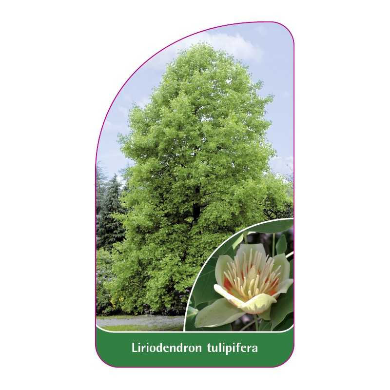 liriodendron-tulipifera1