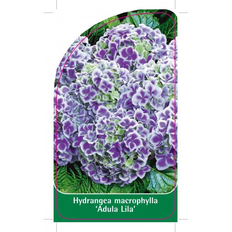 hydrangea-macrophylla-adula-lila-1