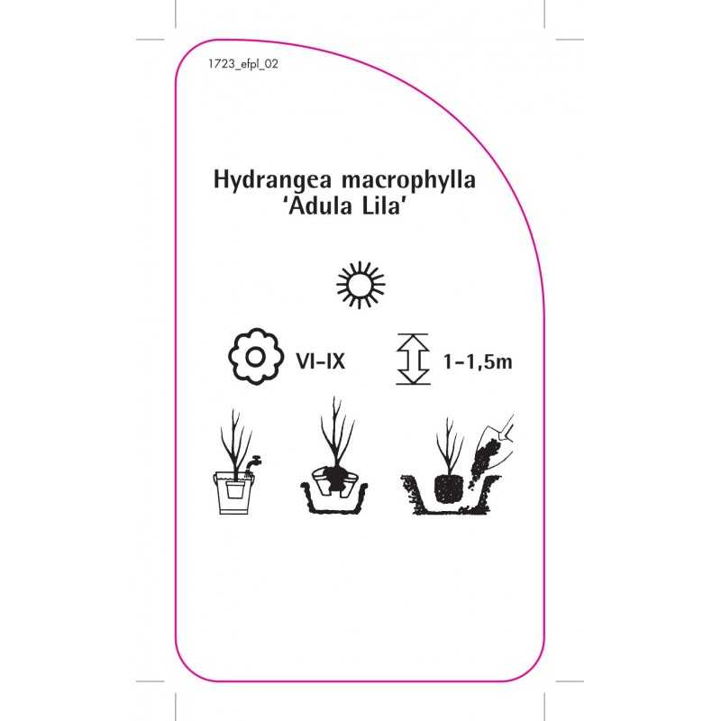 hydrangea-macrophylla-adula-lila-0