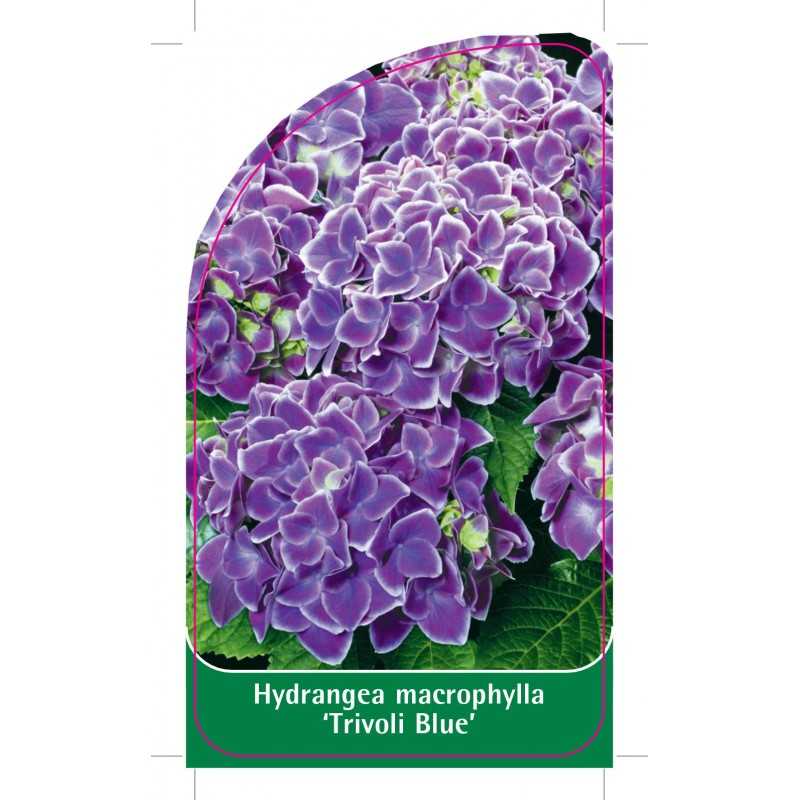 hydrangea-macrophylla-trivoli-blue-1