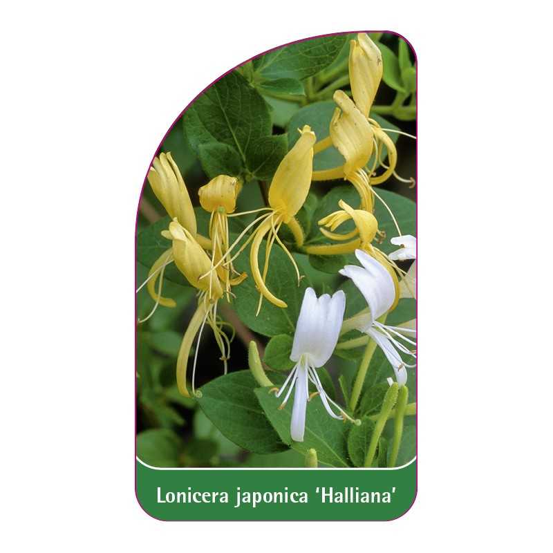 lonicera-japonica-halliana-1